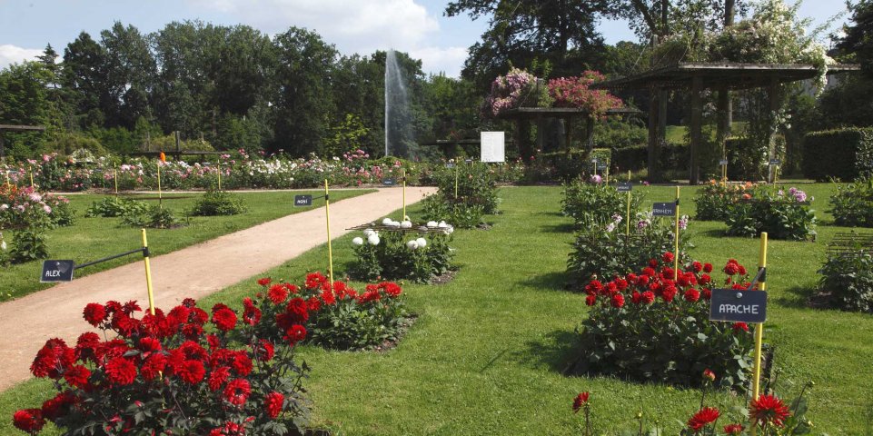 Roseraie parc floral de la Source à Orléans