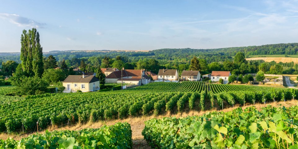 Vignes en Champagne