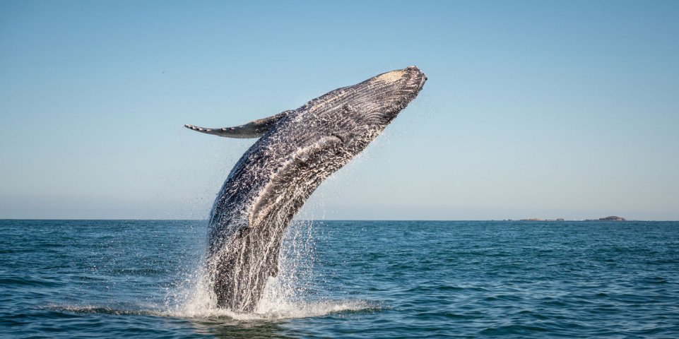 Saut d'une baleine dans la mer