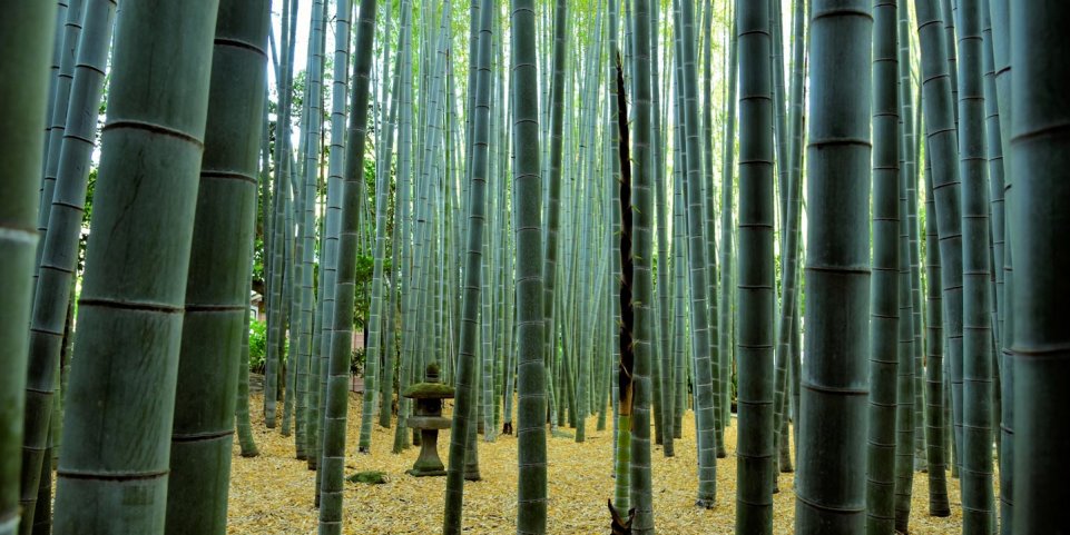 bambouseraie d'Amneville