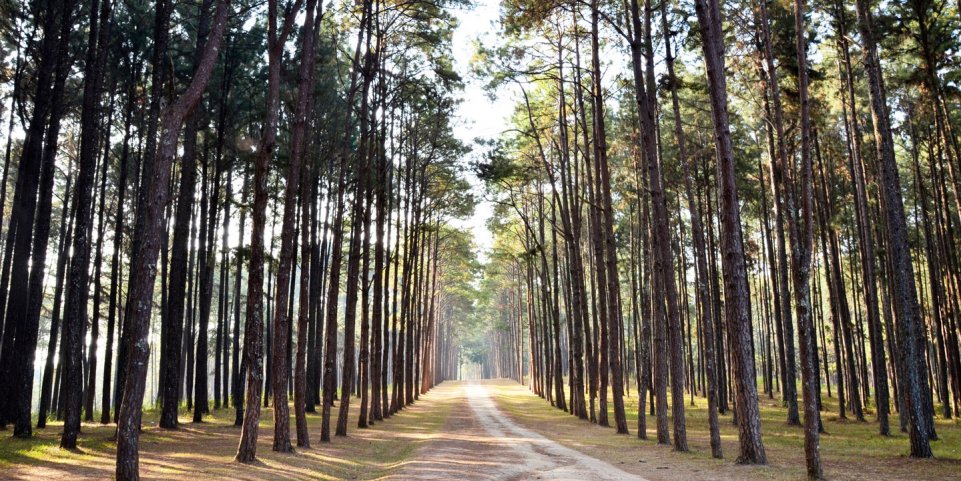 chemin dans une forêt de pins