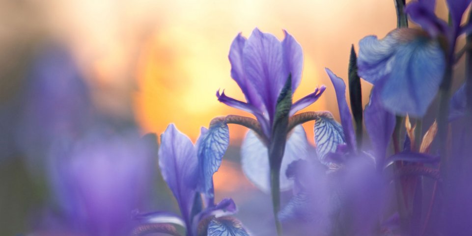 Gros plan sur des iris