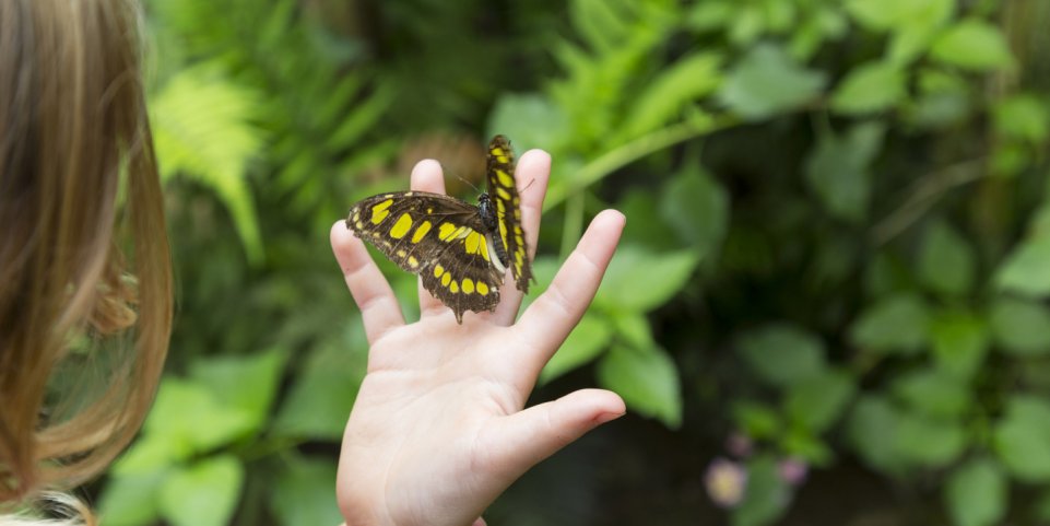 Papillon sur la main d'un enfant