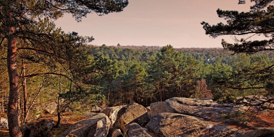Forêt de Fontainebleau