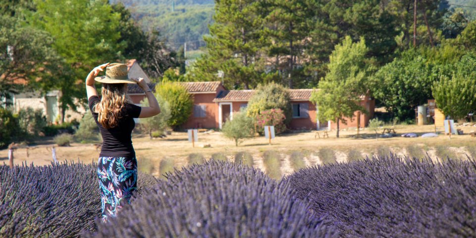 Champ de lavande à Terre Hugo, Aix-en-Provence