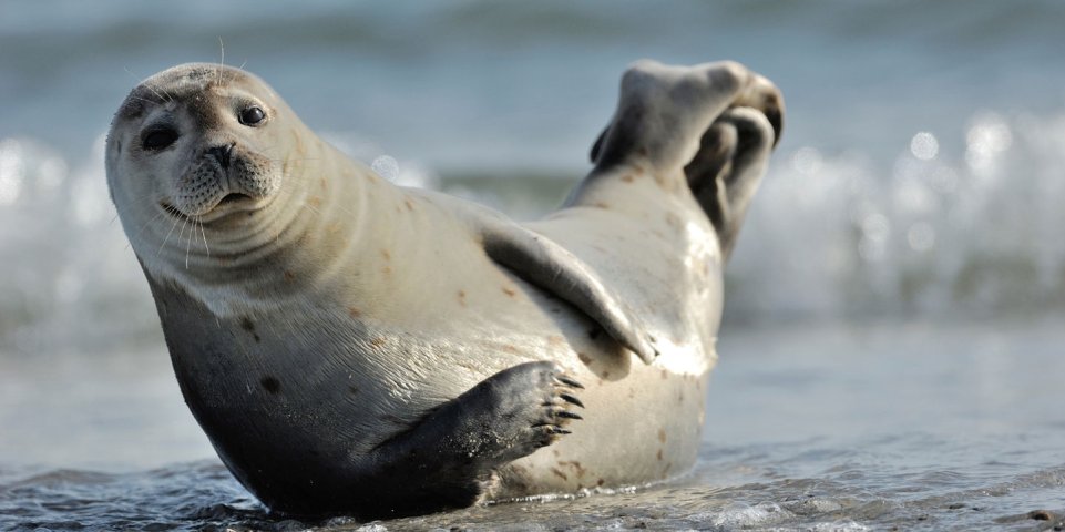 Phoque sur la plage