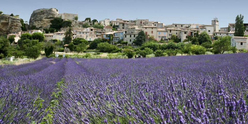 champ de lavande à grasse