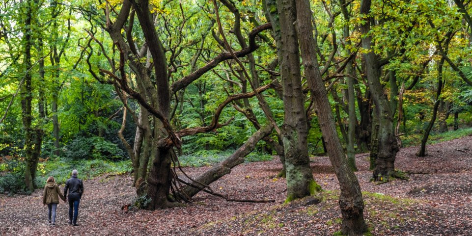 Balade en forêt à Hampstead Heath