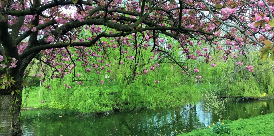 Arbre en fleurs au Regents Park de Londres