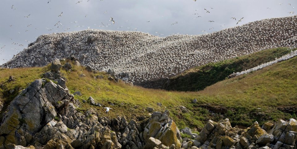 Réserve naturelle des Sept-Iles, Bretagne
