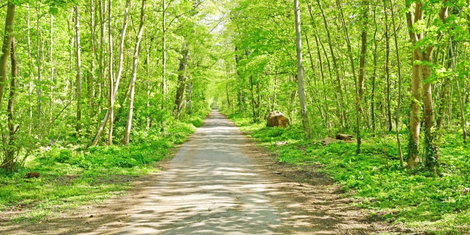 Forêt de Saint-Germain-en-Laye