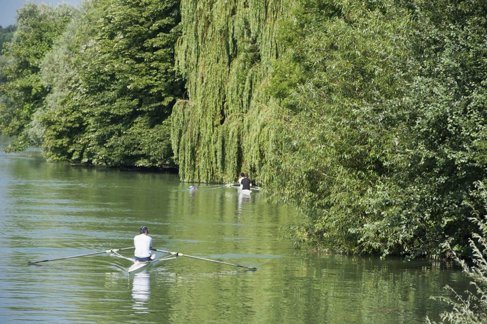 Aviron sur la Marne