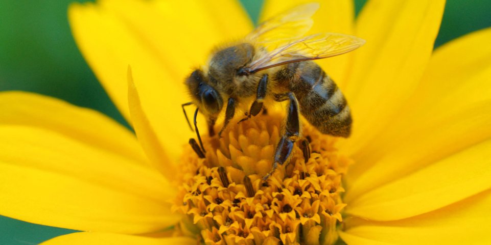 Abeille butinant une fleur jaune