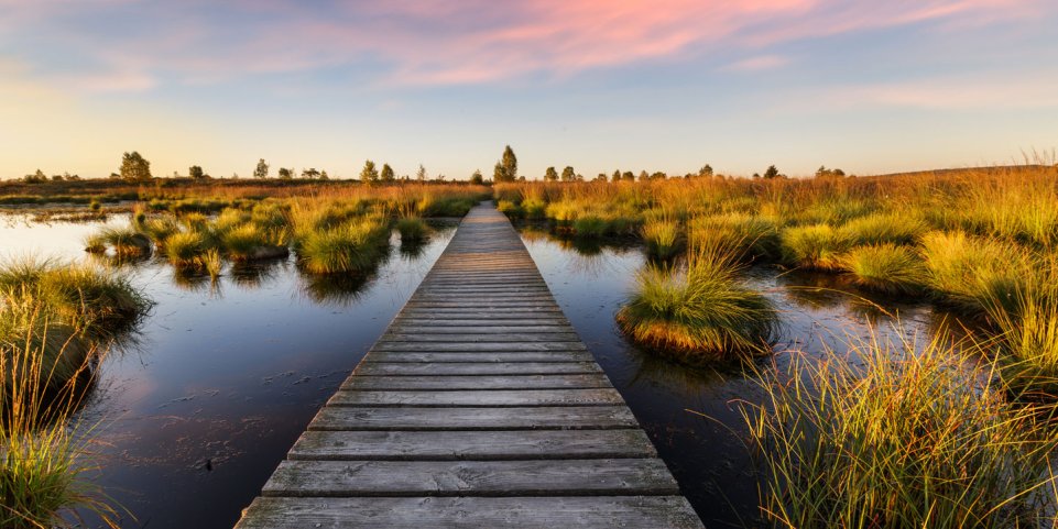 Un ponton sur un étang