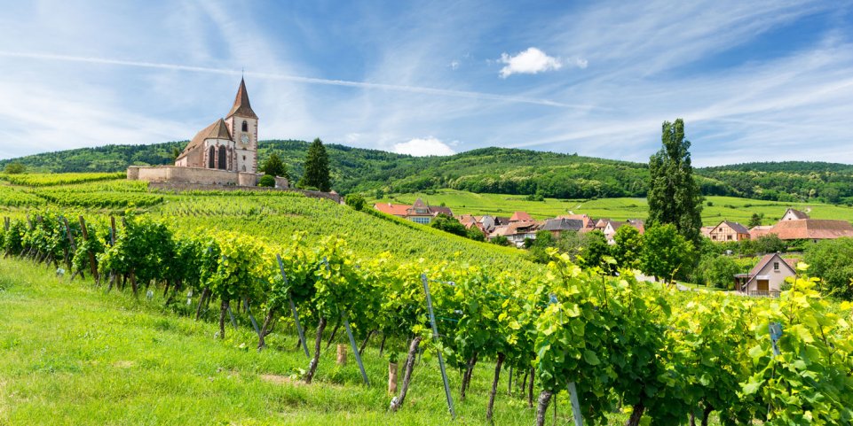 Des Vignes en Alsace