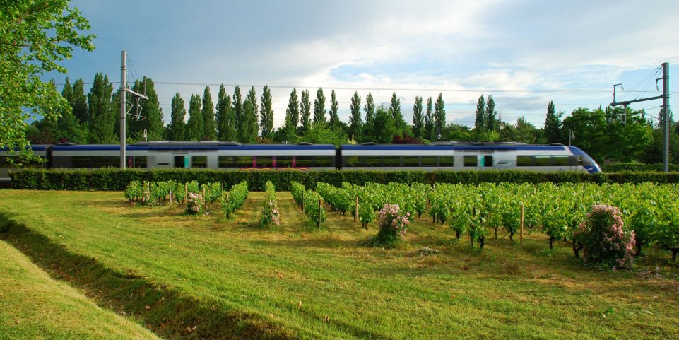 Train qui passe devant des vignes