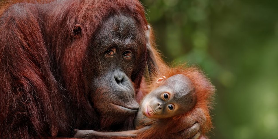 Grand singe avec son bébé