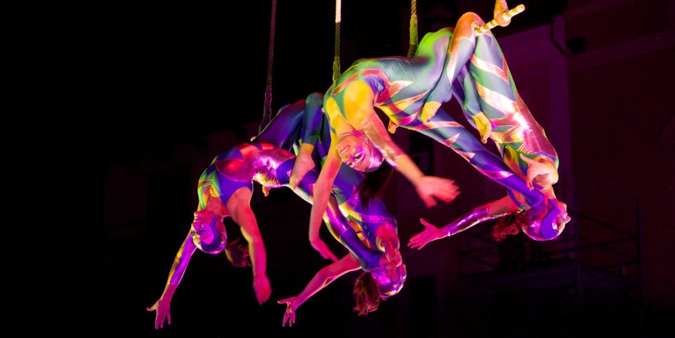 Acrobates