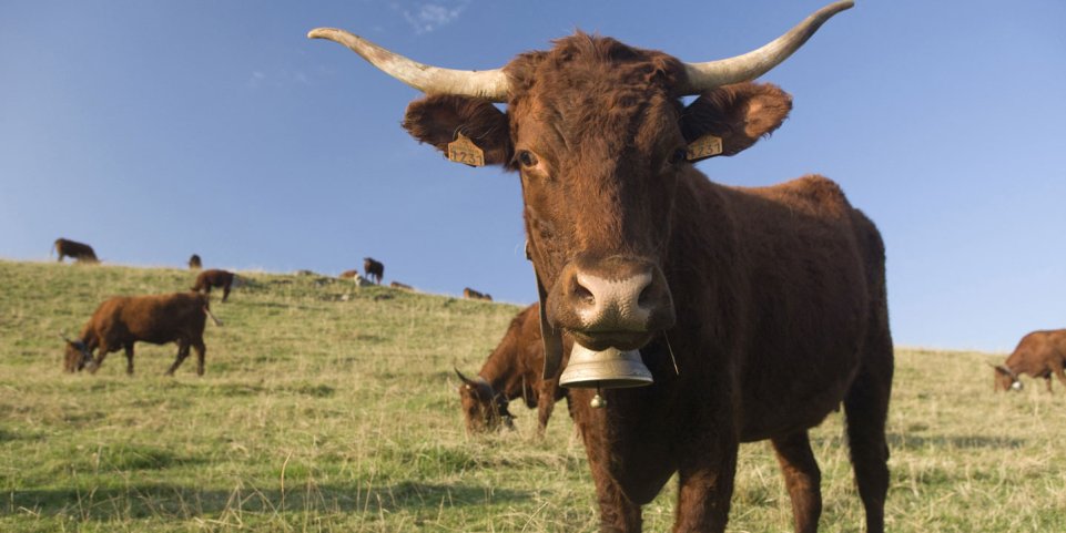 Vache de race Salers dans le Cantal en Auvergne