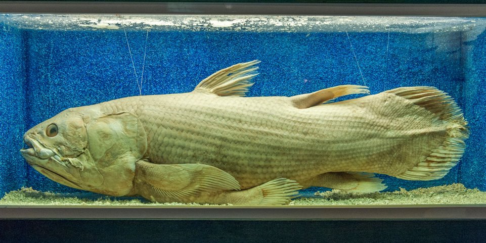 Poisson préhistorique Cœlacanthe au musée de la Pêche de Concarneau
