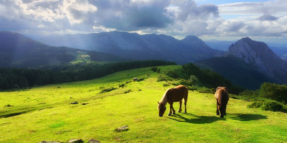 Chevaux, Montagne Pays basque
