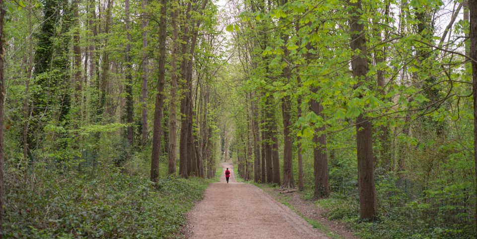Forêt du Parc de Sceaux