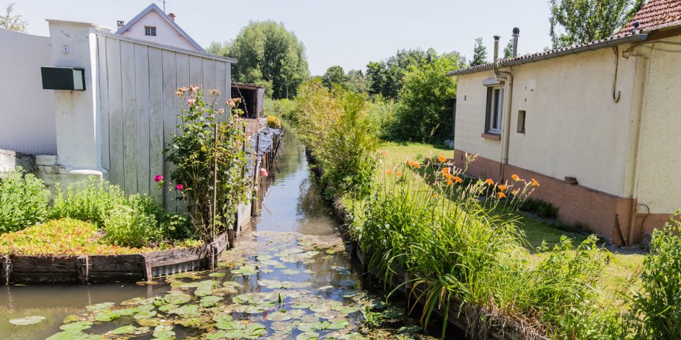Nénuphars sur les Hortillonnages d'Amiens