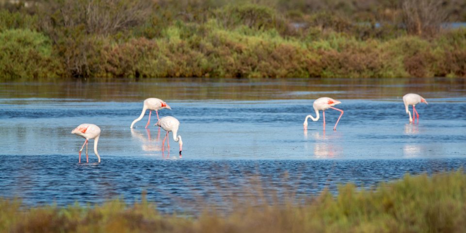 Flamants roses dans les Salins de la presqu'île de Giens