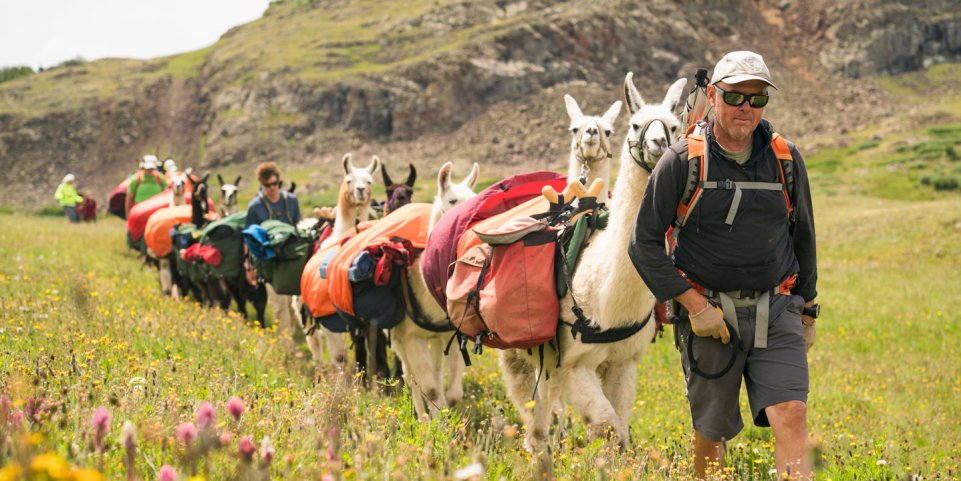homme avec des lamas en balade