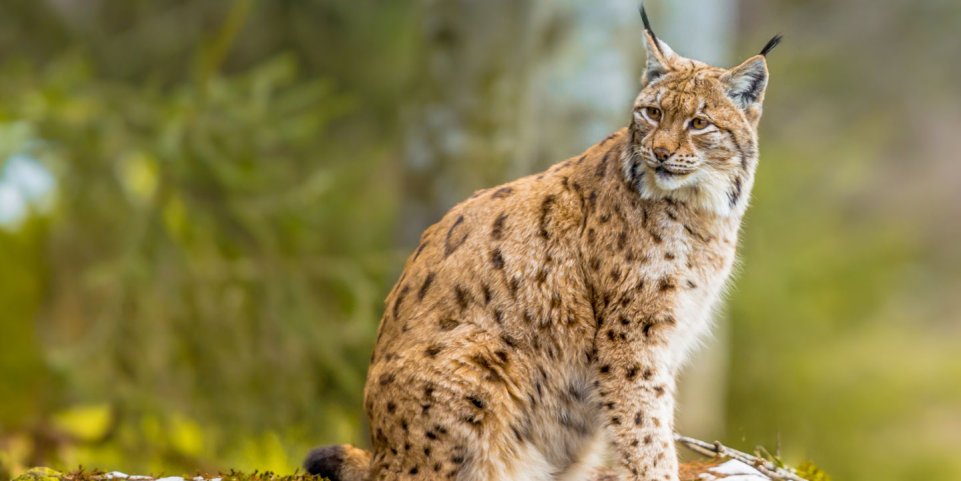 Lynx dans la forêt