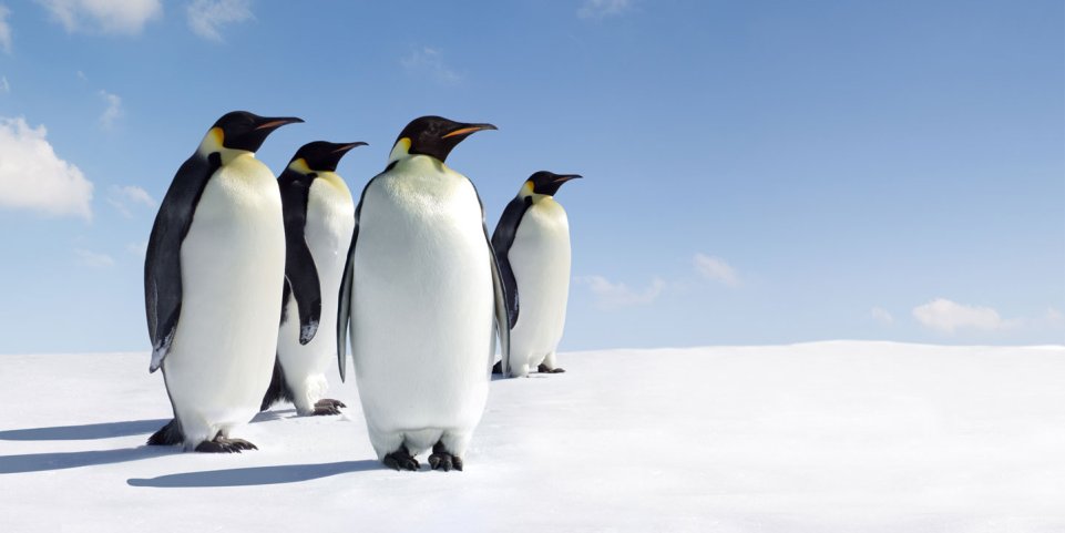 Pingouins sur la banquise