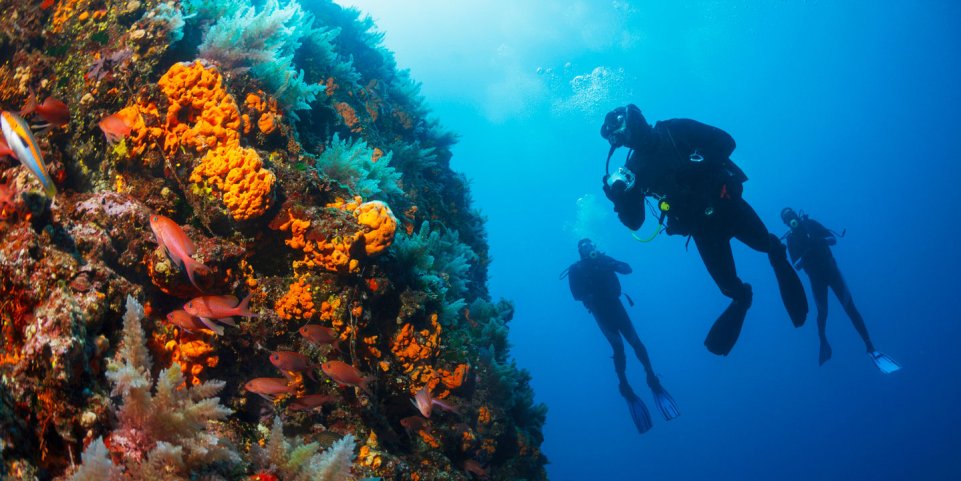 Plongée sous-marine en Méditerranée