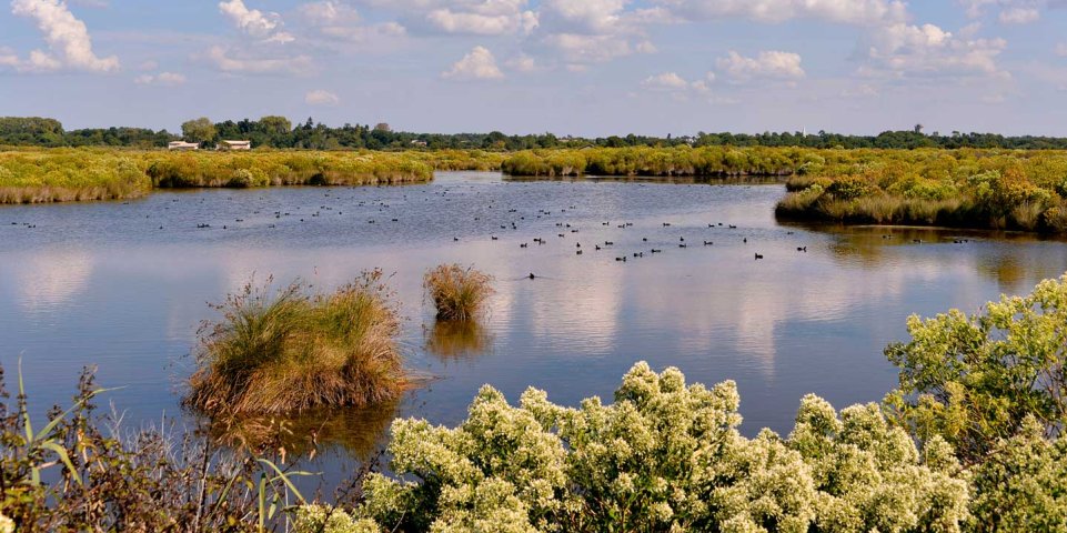 Pré Salés Arcachon