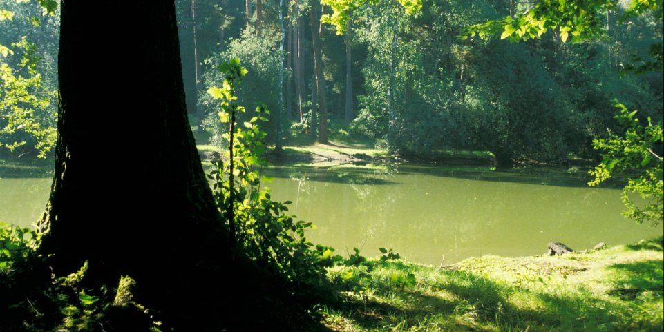 Vue sur l'étang en forêt de Rambouillet 