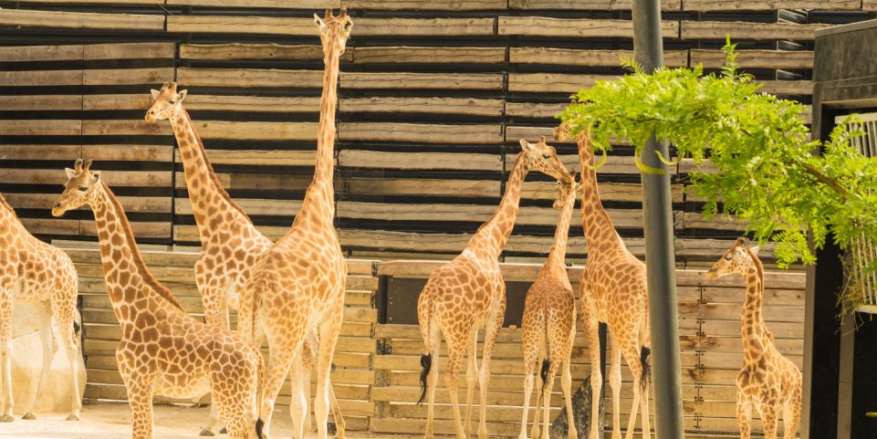 Les girafes au Parc Zoologique de Paris
