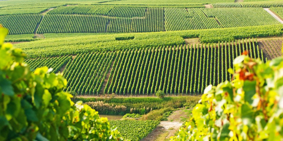 vignoble en champagne