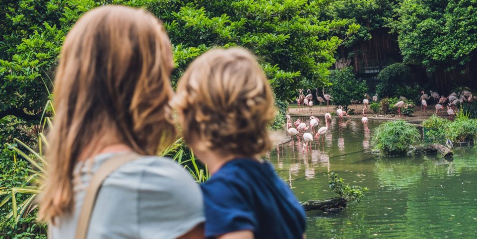 Zoo famille mère et fils flamands roses parc animalier