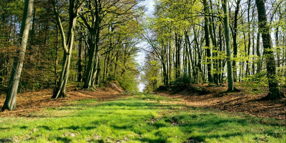 Forêt de Retz