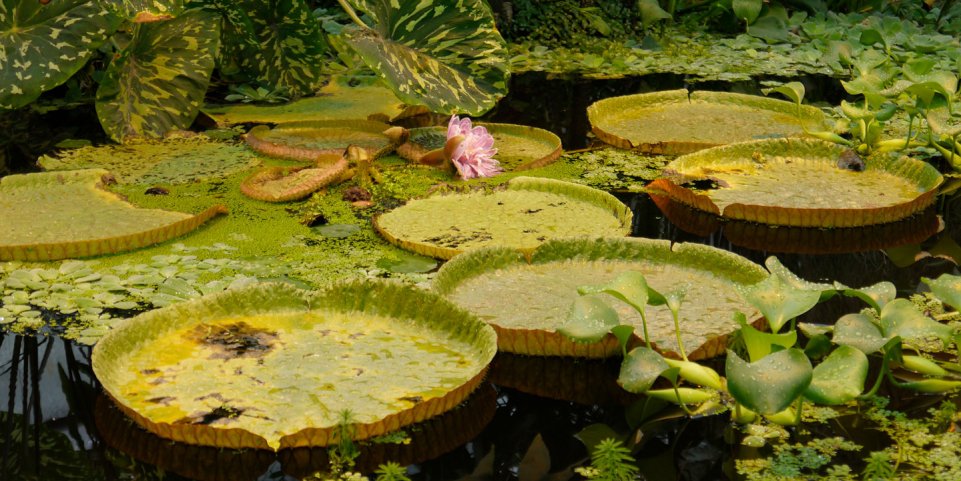 Serres tropicales du Jardin Botanique JM Pelt à NancySerres tropicales du Jardin Botanique JM Pelt à Nancy