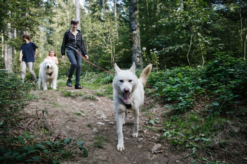 Cani-rando par Kimudjuk à Saint-Etienne