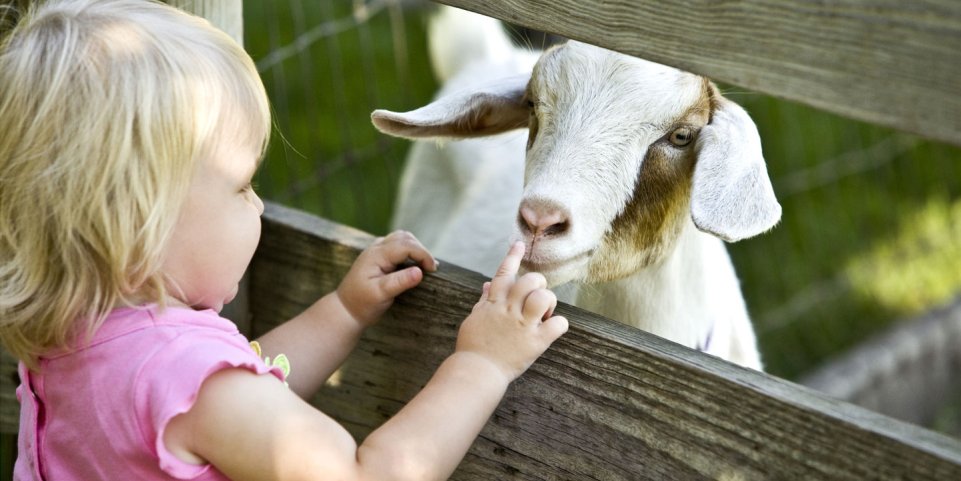 Fillette avec une chèvre