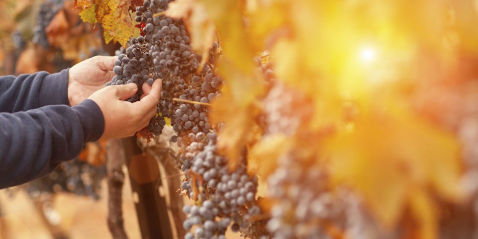 Vignes producteur bourgogne
