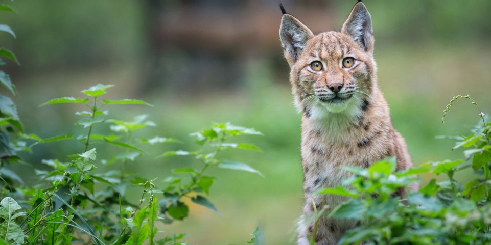 Lynx en foret