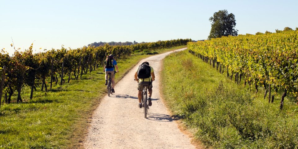 vélo dans les vignes de bourgogne