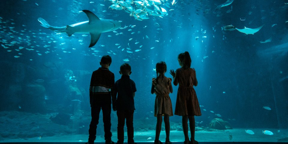 Nausicaá - la grande baie - Boulogne-sur-mer - aquarium