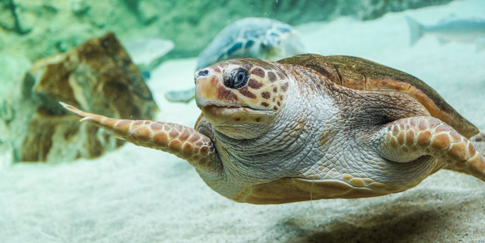 La tortue caouanne à l'Aquarium de Biarritz