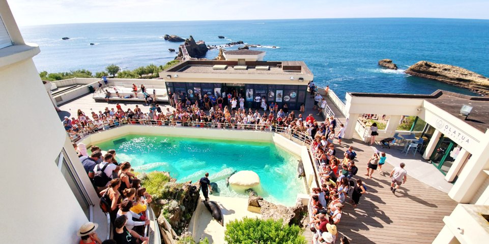 Le repas des phoques à l'Aquarium de Biarritz