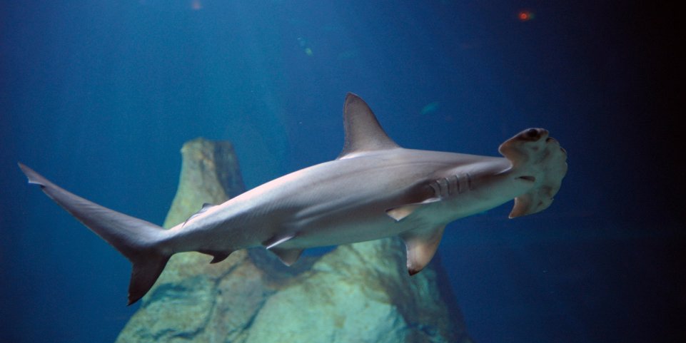 Requin marteau à l'Aquarium de Biarritz