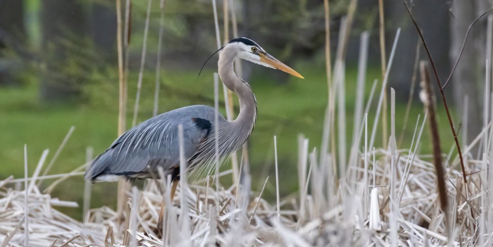 Oiseaux réserve