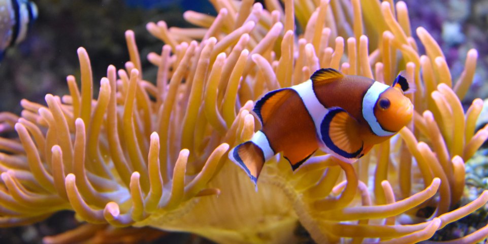 Poisson clown et anémone - Nausicaa